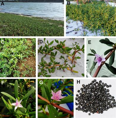 Exploring the potentials of Sesuvium portulacastrum L. for edibility and bioremediation of saline soils